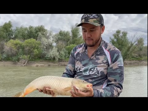 Видео: САЗАН ЛОЖИТ ФИДЕР !! Рыбалка на Каратале. В Талдыкоргане. в Казахстане, дикий карп