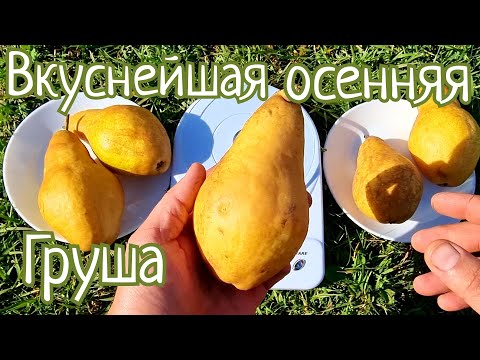 Видео: Груша Мелина