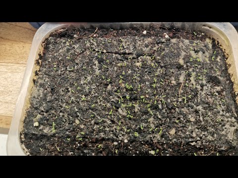 Видео: Мой любимый метод посева мелких цветочных семян.