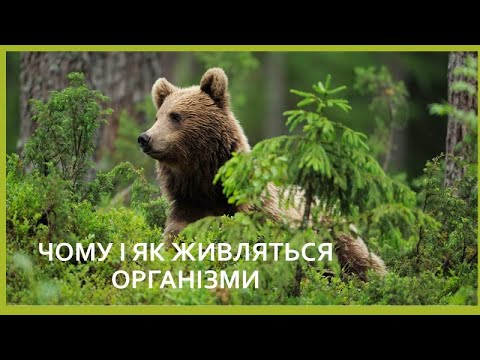 Видео: Чому і як живляться організми