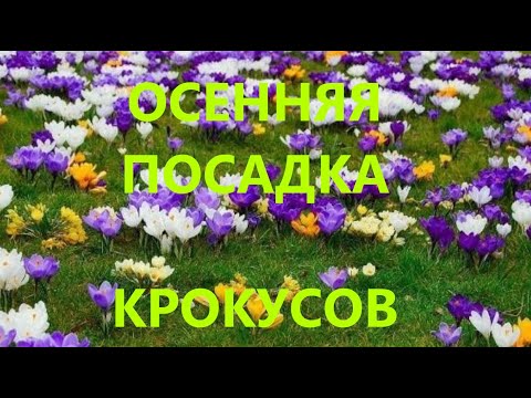 Видео: Всё о посадке крокусов осенью