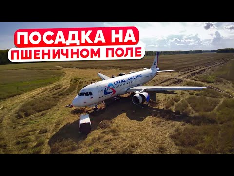 Видео: Посадка на пшеничное поле "Уральских авиалиний". 12 сентября 2023 года. Пшеница.