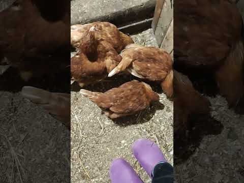 Видео: Вся зашилась... 