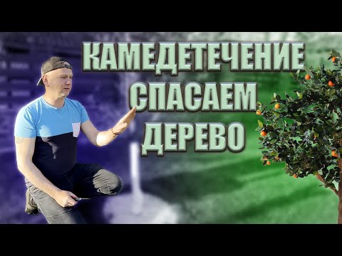 Видео: Как вылечить камедетечение (гоммоз) на плодовых деревьях