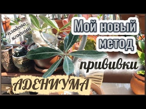 Видео: ПРИВИВКА тонкой веточки Адениума на широкий Подвой