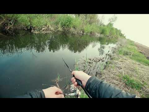 Видео: Голодная щука в мелиоративных каналах.
