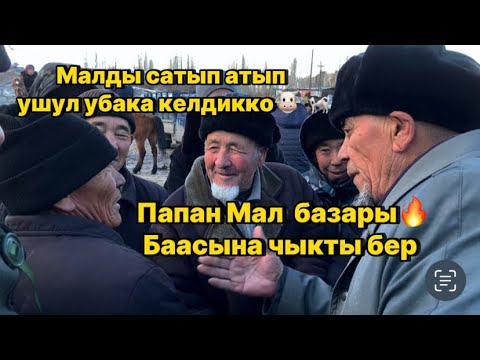 Видео: Папан Мал базары Өтө кызык болду 🔥 Уй,Кой,Эчки,Жылкы жана Индюк Ат жабдыктары ж.б