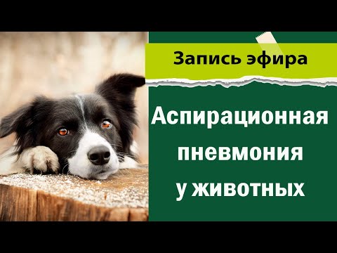 Видео: Аспирационная пневмония у животных
