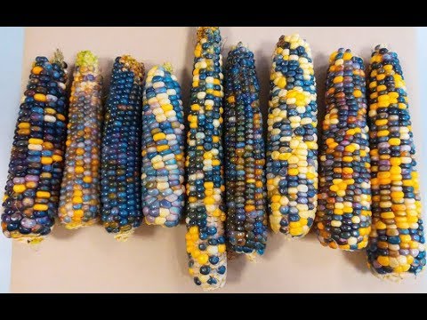 Видео: Нереальная фантастическая красота! Залипаю на этой кукурузе. И это не Glass Gem.