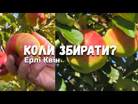 Видео: Найкращі дні для збору яблук. Як визначити, що яблука достигли? Як збирати та зберігати яблука?