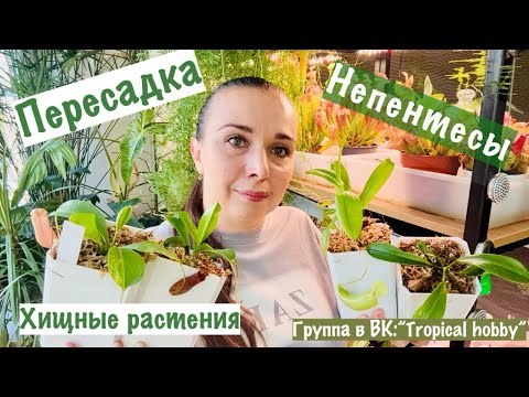 Видео: Пересадка. Непентесы, которые пришли гнилые, как они сейчас. Новости по участку.