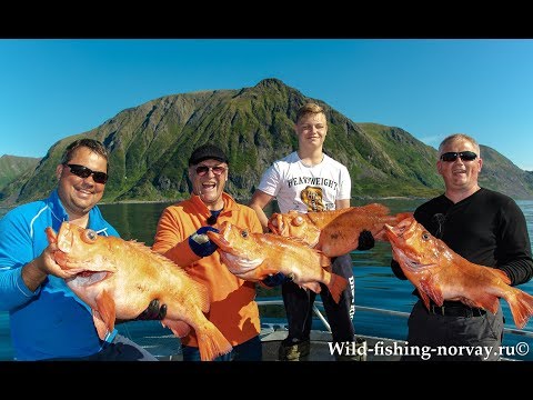 Видео: Морская рыбалка в Норвегии.Wild Fishing Norway