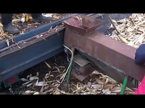 Видео: Уборка кукурузы в початках