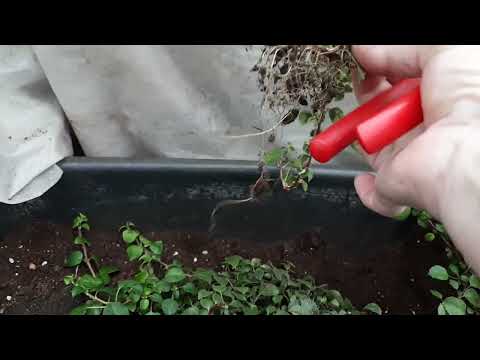 Видео: Рассаживаю черешковую гортензию