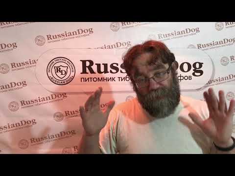 Видео: Как построить вольер для собак правильно - Памятка для щенков тибетского мастифа 1