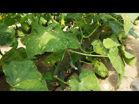 Видео: Сарыағаштағы жылыжай өнімдері