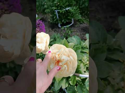 Видео: Пион Pastelegance - что нужно знать о сорте. Peony, Pfingstrosen