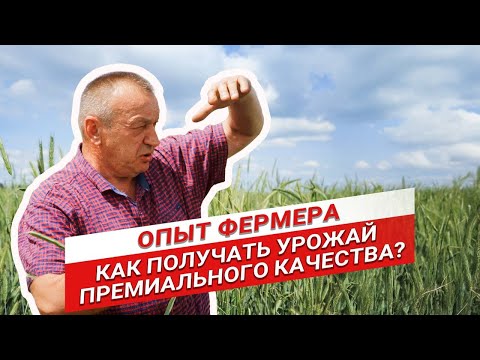 Видео: Как выгодно продавать урожай? | Опыт фермера | Александр Ретинский | Аммиак в почву
