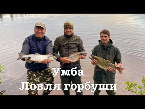 Видео: Ловля горбуши. Умба. Автопутешествие из Москвы до Умбы и рыбалка на горбушу