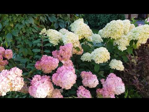 Видео: Обзор сада с названием растений 1.09.2019: зоны отдыха.