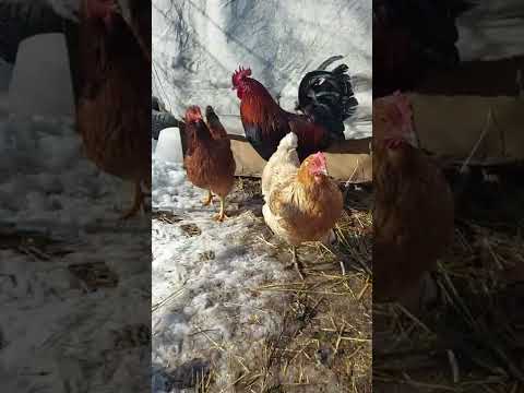Видео: Жаңа қораз алдым.