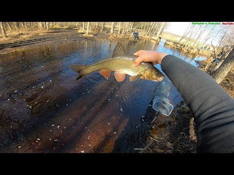 Видео: Нерест Язя Hiiumaa 2019