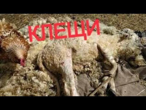 Видео: КЛЕЩИ ЧУТЬ НЕ СЪЕЛИ ОВЦУ. Куры спасли.