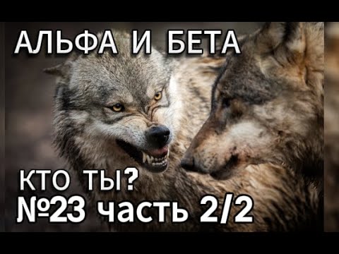 Видео: КАК НЕ СТАТЬ МУЖЧИНОЙ.Альфа и бета-самец.Кто ты и какие преимущества обоих сторон