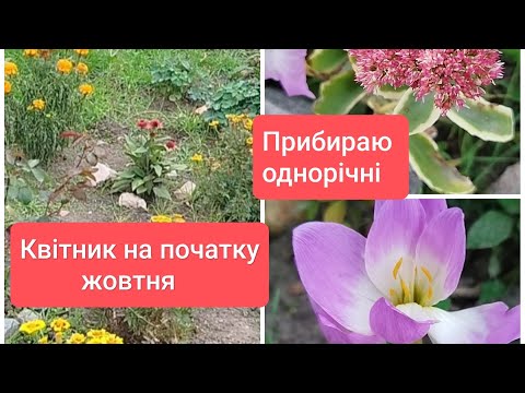 Видео: Садочок на початку жовтня