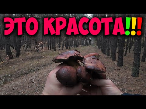Видео: Шикарные Поляны Польских Грибов🍄!!!
