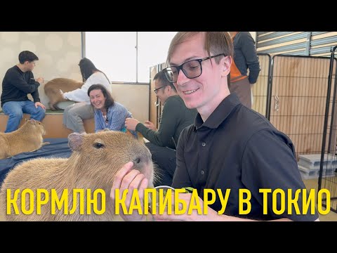 Видео: Токио - Капибары | Суширо | Синдзюку