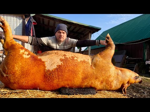 Видео: КАБАСЯ на МʼЯСО,жировий фонтан,обшмалка жиром,як впікаємо шкуру на салі …