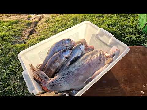 Видео: Форель холодного копчения, рыбный день форель, плотва и много вкусного)