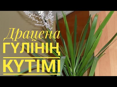 Видео: Драцена гүлінің күтімі.  #үйгүлдері #гүл #драцена