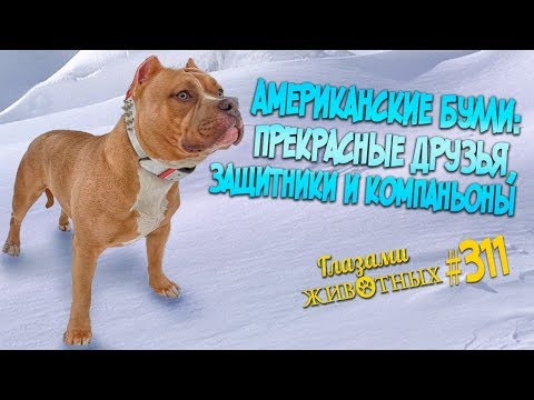 Видео: Глазами животных #311.  Американские булли - прекрасные друзья, защитники и компаньоны