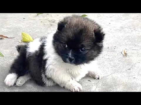 Видео: Щенок-инвалид, брошенный на пороге моего дома, превратился в пухлую милашку