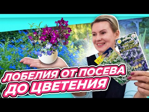 Видео: ТЕПЕРЬ СЕЮ ТАК | ЛОБЕЛИЯ БЕЗ ЗАМОРОЧЕК | ВЕСЬ ЦИКЛ ВЫРАЩИВАНИЯ от посева до цветения