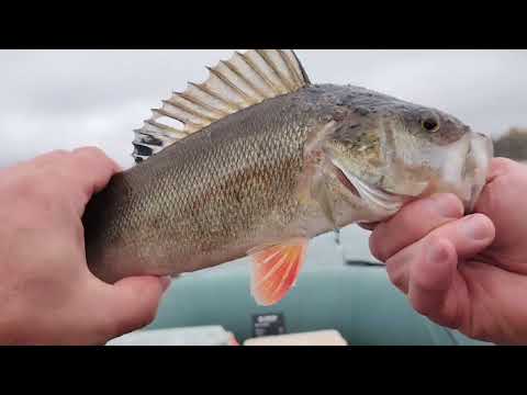 Видео:  Лосвидо в октябре. Поймали кружки, но не я. В тропу Наполеона не верю.