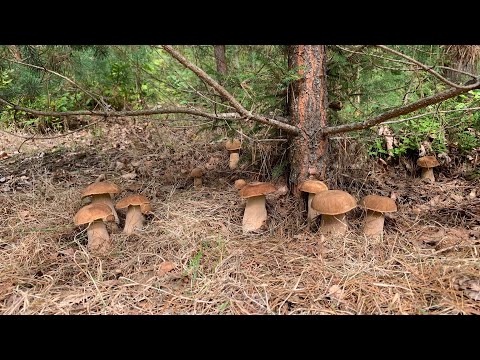 Видео: "ВЕДЬМИН КРУГ" из дубовых белых грибов! Такого вы еще не видели!!! Witch circle of porcini mushrooms