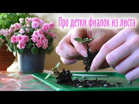 Видео: РАССАЖИВАНИЕ ДЕТОК ФИАЛКИ ОТ ЛИСТА | Сколько нужно времени чтобы вырастить деток из листа