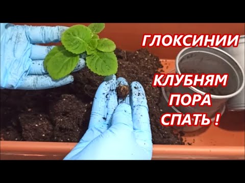 Видео: КЛУБНИ 🌺 ГЛОКСИНИЙ 🌺 КАК СОХРАНИТЬ ЗИМОЙ⁉️