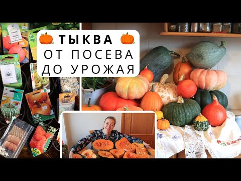 Видео: Тыква от посева до сбора урожая / Тыква без ухода