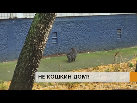 Видео: ВЫГНАЛИ НА МОРОЗ?