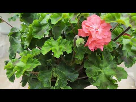 Видео: #867. Цветение ЮВ Карфаген ,домашнее выращивание