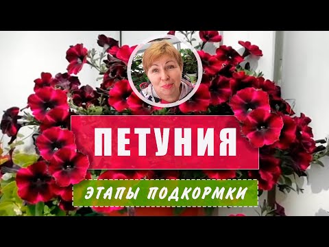 Видео: ПЕТУНИЯ- три разных метода  подкормки.