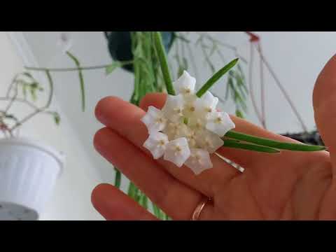 Видео: Хойя линеарис