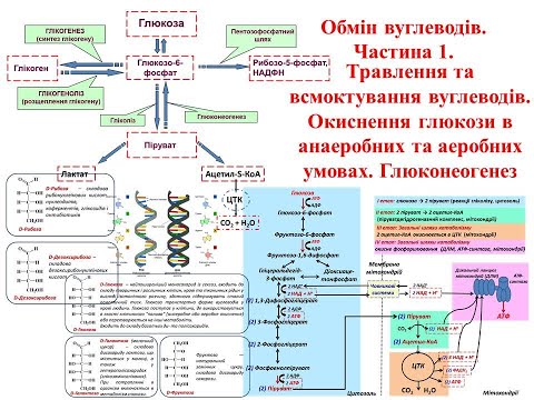 Видео: Крок 1 Біохімія. Обмін вуглеводів: травлення, анаеробне та аеробне окиснення, глюконеогенез