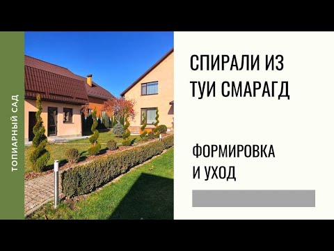 Видео: Спирали из туи Смарагд. Формировка и уход.