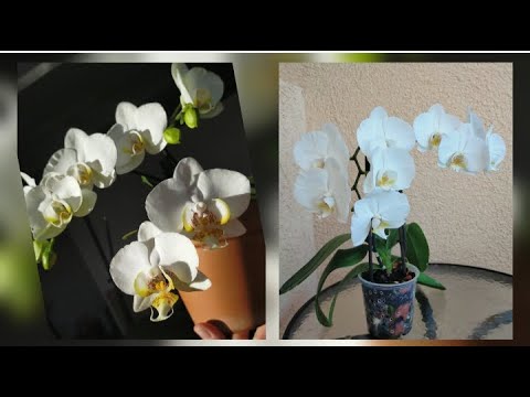 Видео: мой ОРХОмир🌷 зима/весна 2025, ч.1