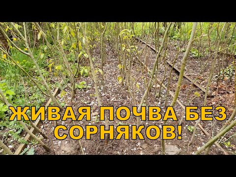 Видео: Живая почва без сорняков!